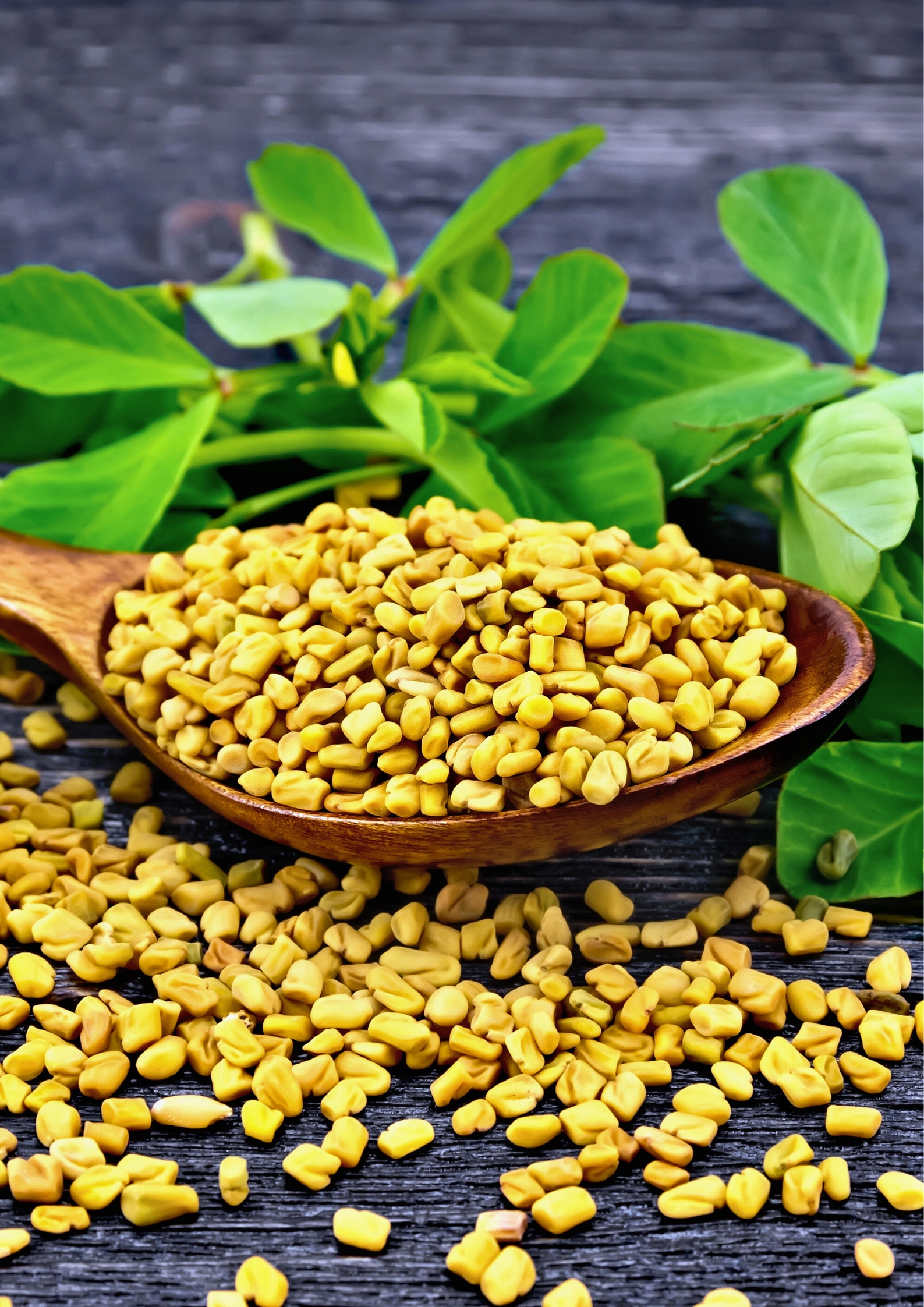 biozat-gemola-fenugreek